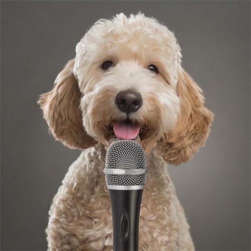 Nedis MPWD50BK dinamikus mikrofon, 5m levehető kábel, 50Hz-15kHz,  600 Omh, 72dB, utazó tok, integrált kapcsoló, fekete